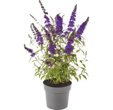 Vlinderstruik in pot