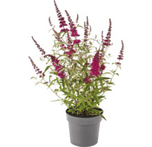 Vlinderstruik in pot