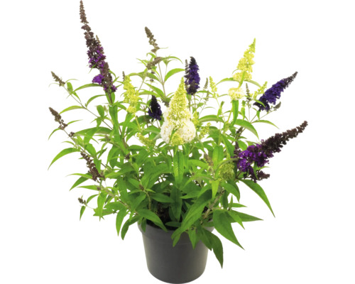 Vlinderstruik in een pot