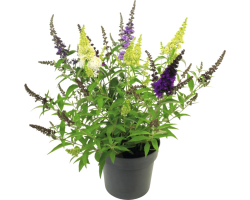 Vlinderstruik in een pot