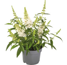 Vlinderstruik in een pot