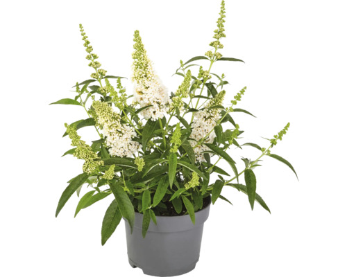 Vlinderstruik in een pot