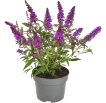 Vlinderstruik in pot
