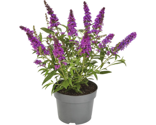 Vlinderstruik in pot