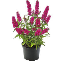 Vlinderstruik in pot