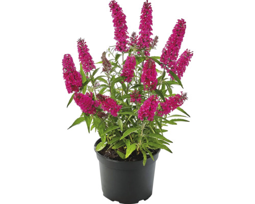 Vlinderstruik Buddleja davidii 'Summer Kids ® Sophie' -S- potmaat Ø 19 cm H 30-40 cm