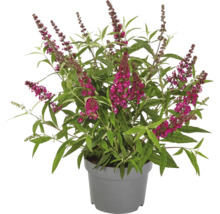 Vlinderstruik in pot met bloemen en bladeren