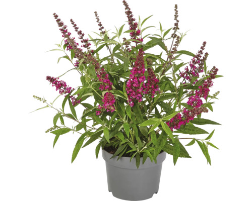 Vlinderstruik in pot met bloemen en bladeren