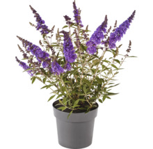 Vlinderstruik in pot
