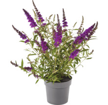 Vlinderstruik in pot