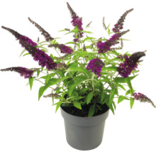 Vlinderstruik in een pot