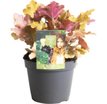 Heuchera Marmelade plant in pot