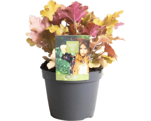 Heuchera Marmelade plant in pot