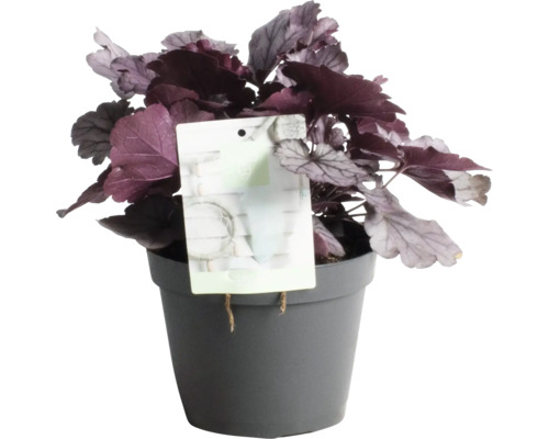Heuchera plant in pot