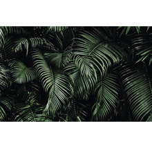 Close-up van tropische palmbladeren