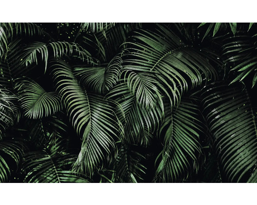 Close-up van tropische palmbladeren