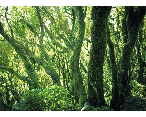 RASCH Fotobehang vlies 363258 Magic Walls bos 371x265 cm Bomen in het bos bedekt met mos
