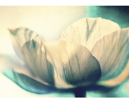 RASCH Fotobehang vlies 363340 Magic Walls bloemen 371x265 cm Close-up van een bloem met zachte bloemblaadjes