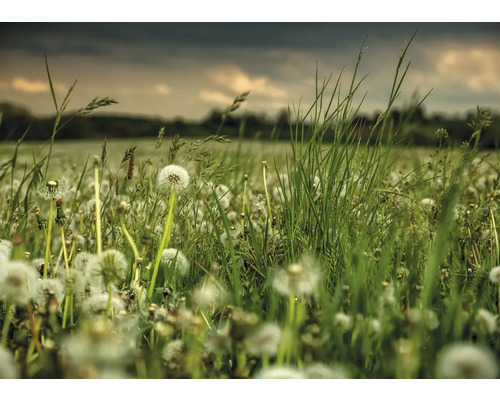 RASCH Fotobehang vlies 363357 Magic Walls natuur 371x265 cm Een veld met paardenbloemen en gras