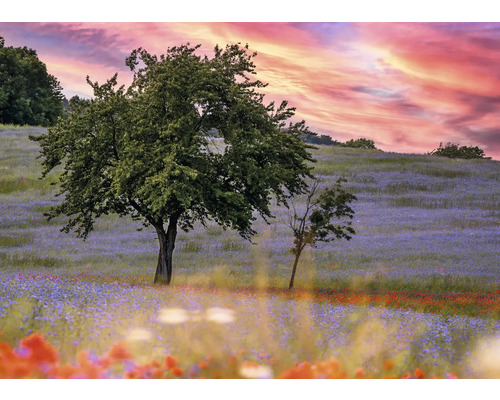 RASCH Fotobehang vlies 363425 Magic Walls landschap 371x265 cm Landschap met bomen en bloeiende weide
