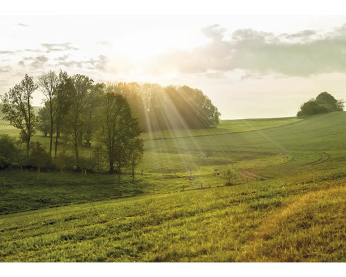 RASCH Fotobehang vlies 363432 Magic Walls landschap 371x265 cm Landschap met weilanden, bomen en zonnestralen