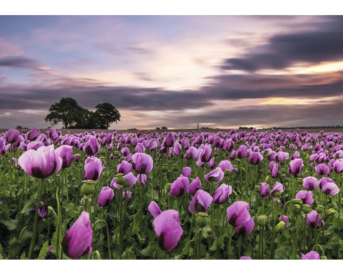 RASCH Fotobehang vlies 363456 Magic Walls tulpenveld 371x265 cm Klaprozenveld met bomen en bewolkte hemel