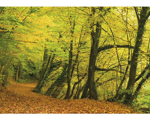 RASCH Fotobehang vlies 363753 Magic Walls bos 371x265 cm Herfstbosweg bedekt met bladeren