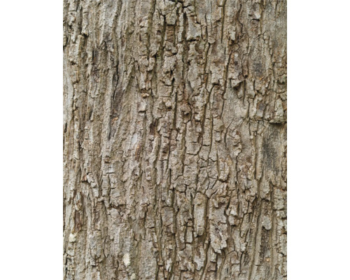 RASCH Fotobehang vlies 363777 Magic Walls boomschors 212x265 cm Close-up van boomschors
