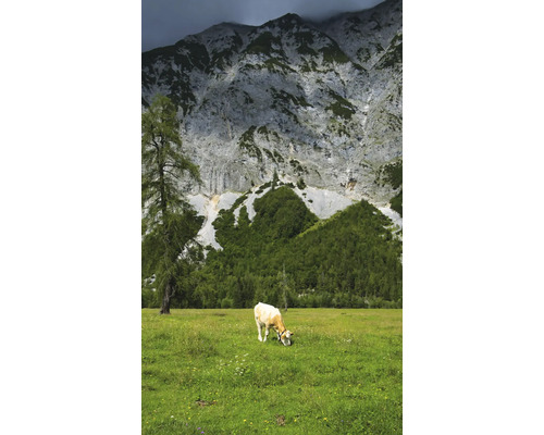 RASCH Fotobehang vlies 364637 Magic Walls Alpen 159x265 cm Koe graast in een groene weide met een berglandschap op de achtergrond.