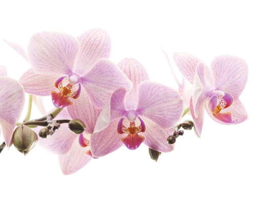 RASCH Fotobehang vlies 838350 Magic Walls orchidee 424x265 cm Close-up van een orchideeën bloem