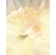 Close-up van een pioenroos