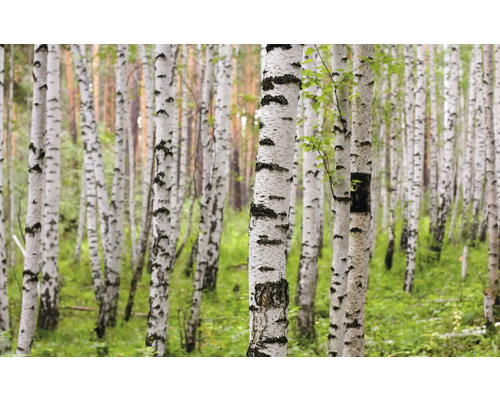 RASCH Fotobehang vlies 848359 Magic Walls bos 424x265 cm Birkenbos met witte stammen en groene vegetatie