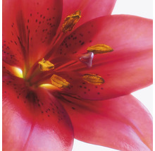 Close-up van een rode leliebloem met gele meeldraden