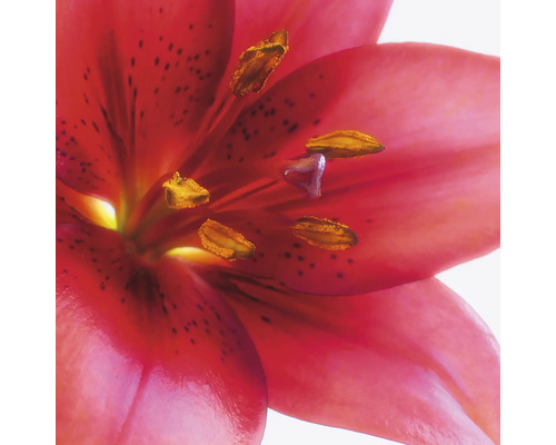 RASCH Fotobehang vlies 890051 Magic Walls bloem 265x265 cm Close-up van een rode leliebloem met gele meeldraden