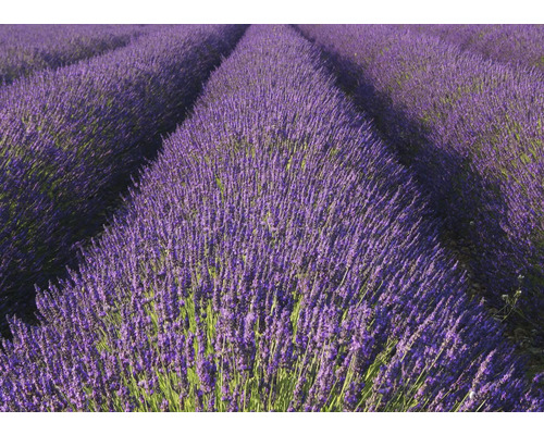 RASCH Fotobehang vlies 890204 Magic Walls lavendelveld 371x265 cm Lavendelveld met bloeiende lavendelplanten in rijen