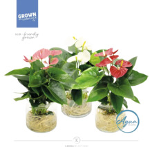 Drie anthuriums in glazen potten met verschillende bloemkleuren, waaronder rood, wit en roze.