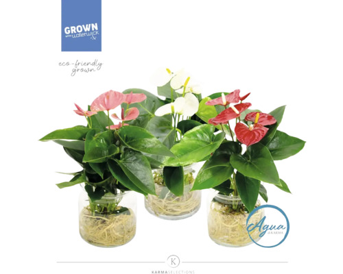FLORASELF Flamingoplant Anthurium op water in glas potmaat Ø 20 cm H 40 cm Drie anthuriums in glazen potten met verschillende bloemkleuren, waaronder rood, wit en roze.