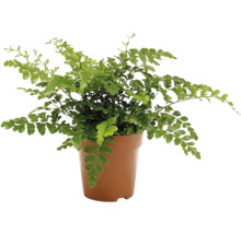 Groene eikenbladvaren in plantenpot