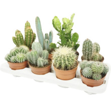 Diverse cactussen in potten op een tray