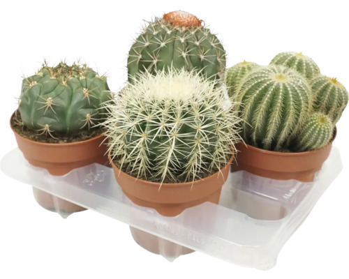 FLORASELF Cactus Bol Mix potmaat Ø 12 cm H 17-20 cm