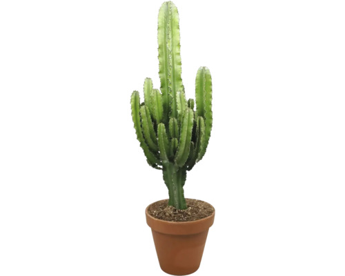 FLORASELF Wolfsmelk Eritrea Euphorbia in pot terracotta potmaat Ø 27 cm H 110-115 cm