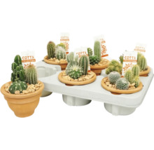 Verschillende cactussen in terracotta potten op een dienblad
