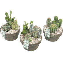 Drie cactusarrangementen in potten met grind