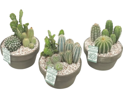 FLORASELF Cactus in schaal grijs potmaat Ø 17 cm H 22-24 cm