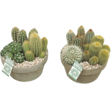 Twee cactusarrangementen in potten met Indoor Outdoor Collection label