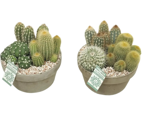 FLORASELF Cactus in schaal grijs potmaat Ø 20 cm H 22-24 cm