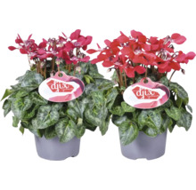 Twee cyclamen planten in pot