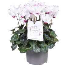 Potcyclaam met witte bloemen en decoratief etiket in een grijze pot