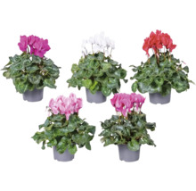 Vijf cyclamen in potten met verschillende bloemkleuren