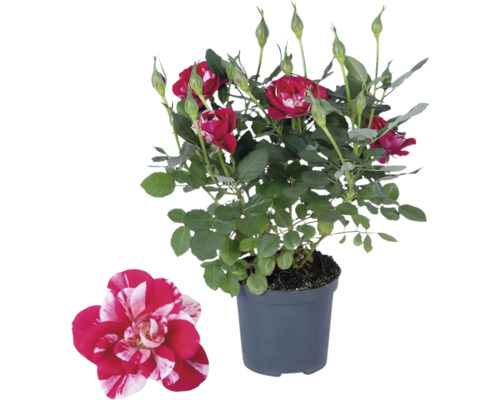 FLORASELF Roos Rosa Party Gigi potmaat Ø 10,5 cm H 20-25 cm